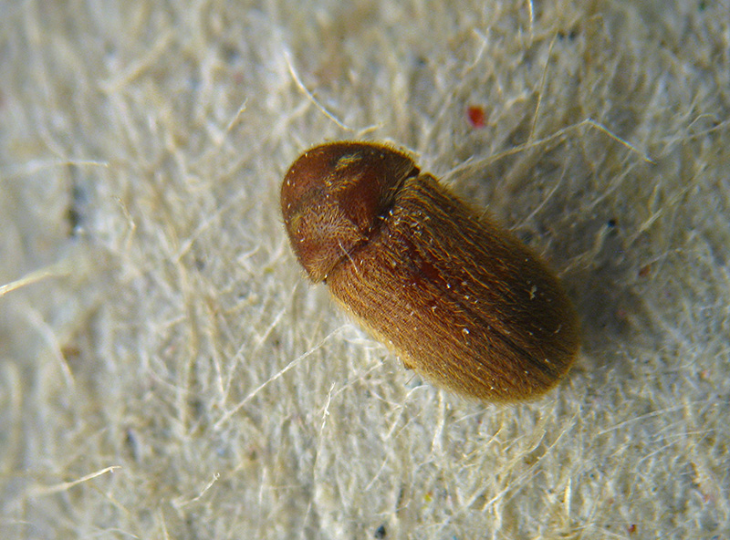 Stegobium paniceum, Anobiidae